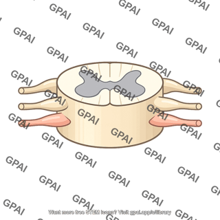 Spinal cord segment