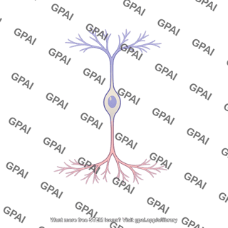 Interplexiform cell