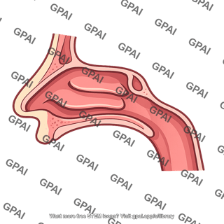 Nasal passageway