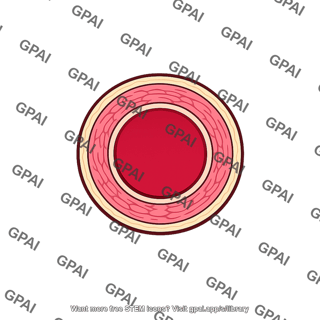 Intermediate sized artery