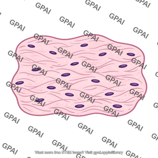 Ovarian stroma