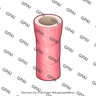 Esophagus proximal