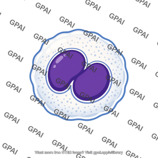 White blood cell