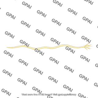 Olfactory nerve fiber