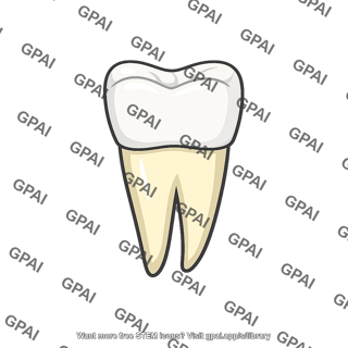 Lower tooth