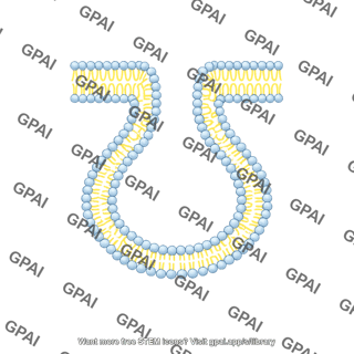 Vesicle phospholipid bilayer stage 4