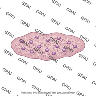Reticular nucleus