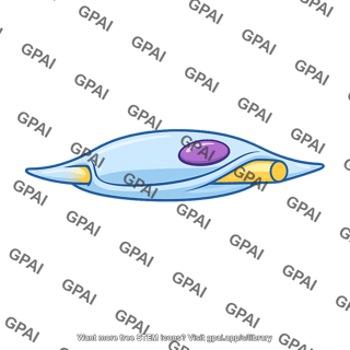 Schwann cell