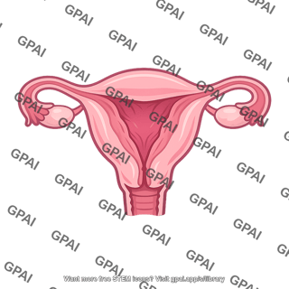 Female reproductive system