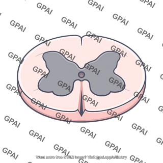 Spinal cord cross section