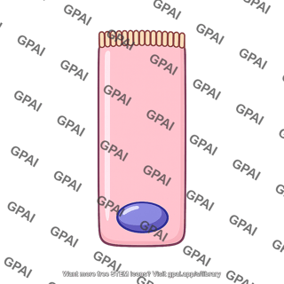 Gastrointestinal tract cell