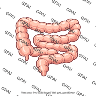 Large intestine