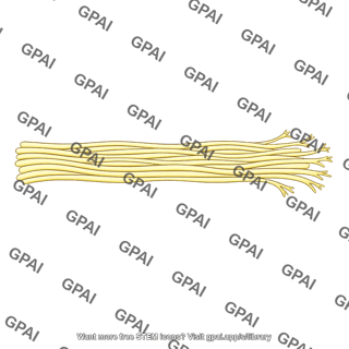 Parallel nerve fiber bundle