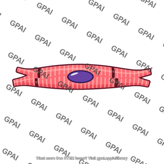 Cardiac muscle cell