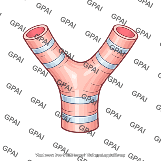Bronchus