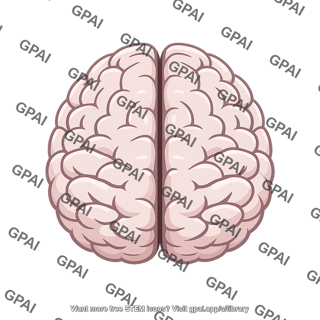 Human brain