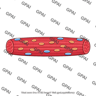 Slow muscle fiber