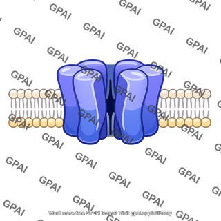 Transmembrane protein channel