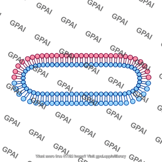 Membrane bilayer x long filled vesicle stage 4