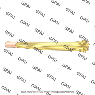 Nerve fiber bundle