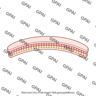 Presynaptic membrane