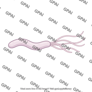 Helicobacter pylori