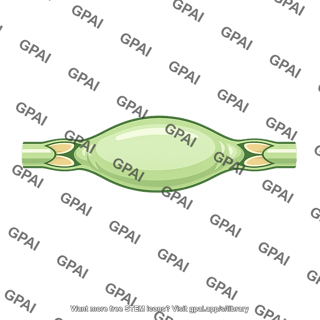 Lymphatic segment stretched