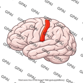 Motor cortex