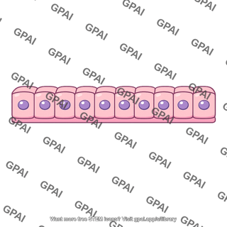 Simple cuboidal epithelium