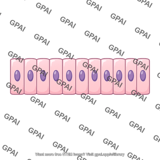 Simple columnar epithelium