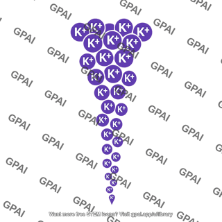 Potassium excretion