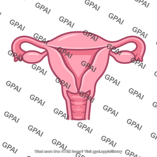 Uterus