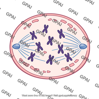 Prometaphase cell