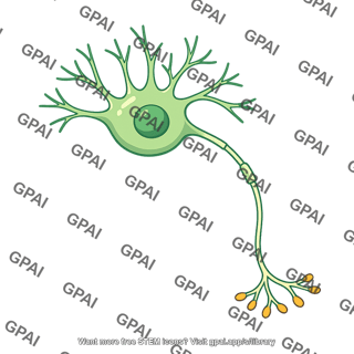 Agrp npy neuron