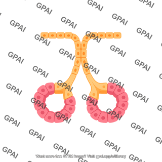 Exocrine gland simple branched alveolar