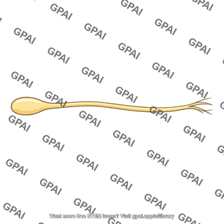 Nerve fiber vestibular
