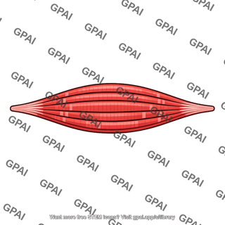 Skeletal muscle bundle