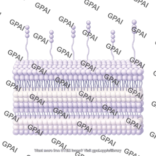 Gram positive membrane