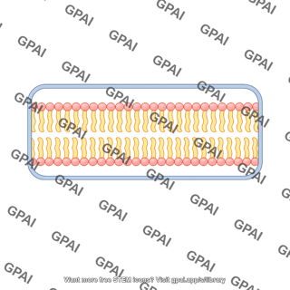Rectangular membrane bilayer