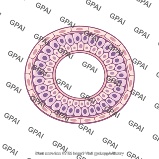 Seminiferous tubule lumen