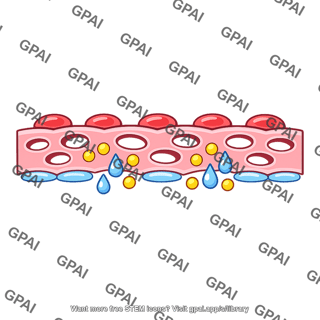 Glomerular membrane permeable