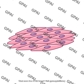 Visceral smooth muscle