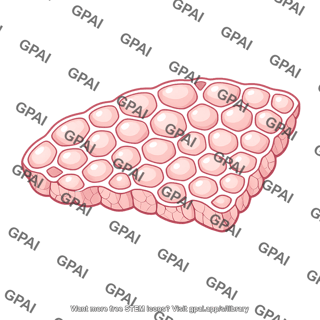 Lung parenchyma
