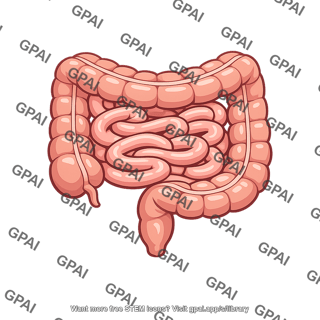 Small and large intestine