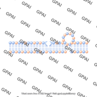 Membrane with small vesicle linear stage 4