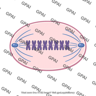 Metaphase cell