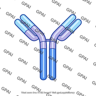 Antibody molecule