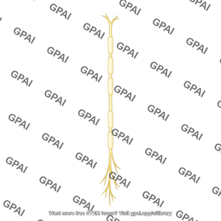 Vertical cortical fiber