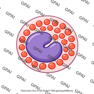 Eosinophil metamyelocyte