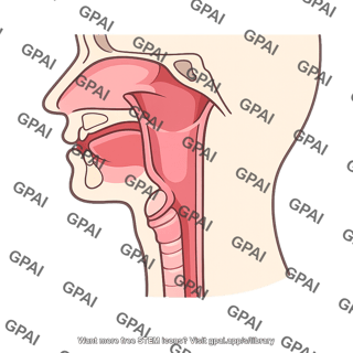 Throat